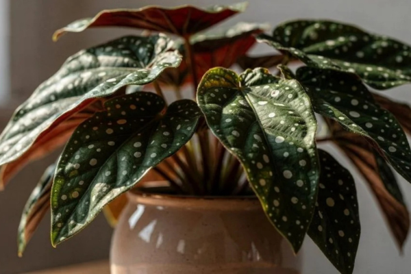 Begônia maculata como cuidar: transforme sua decoração com a planta de bolinhas