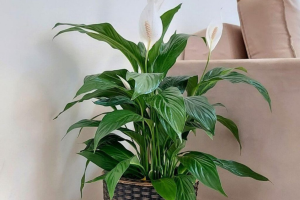 Como cuidar do lírio da paz: 7 dicas práticas para iniciantes no cultivo