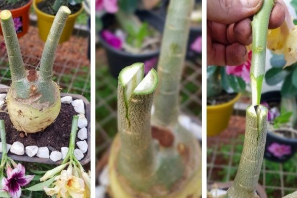 Como fazer enxerto de rosa do deserto: técnica infalível para iniciantes