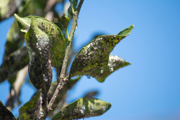 O que é cochonilha? 5 sinais de que suas plantas estão em perigo