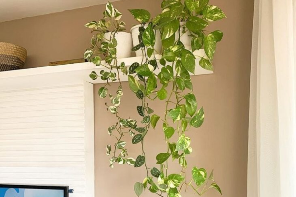 Planta Jiboia Como Cuidar: O Guia Definitivo Para Sua Planta Bombar